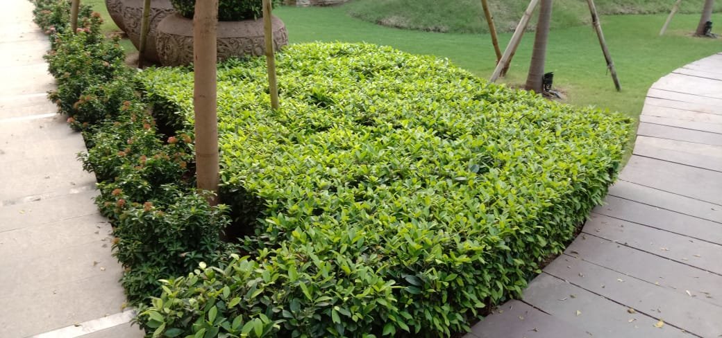 Hedge & shrub care