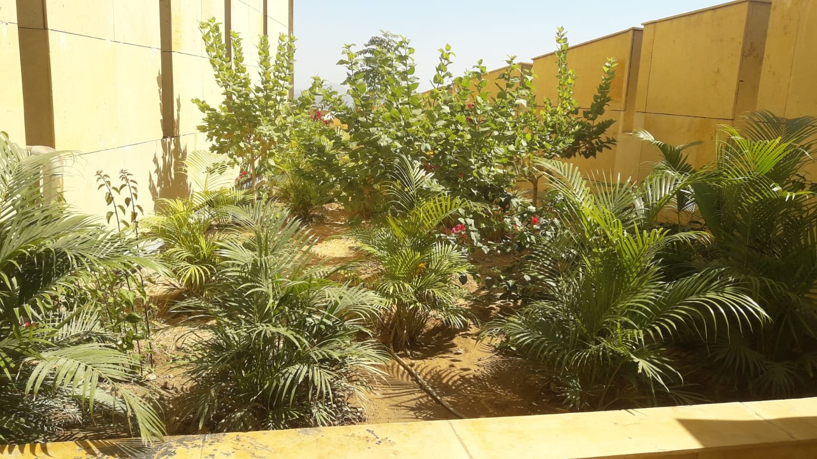 Nursery planting stock