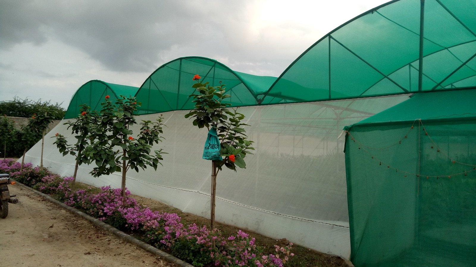 Shade net cultivation