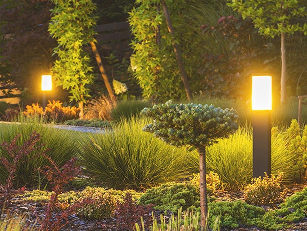Dense native planting
