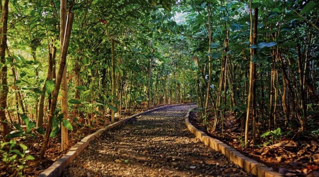 Established green cover