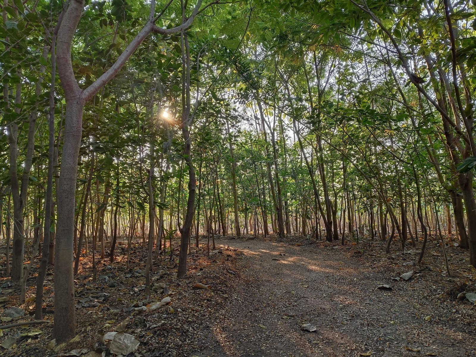 Green belt development